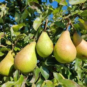 Pear Common (Pyrus communis) 1